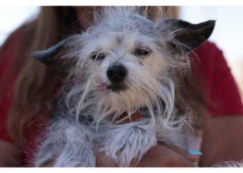 Accolto ricorso che contestava ordinanza del sindaco di Montorio