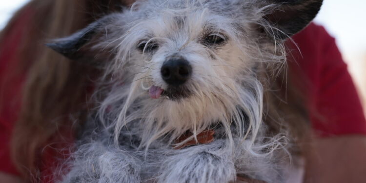 Accolto ricorso che contestava ordinanza del sindaco di Montorio