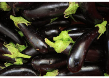 Ricerca di sette Paesi coordinata da Unito