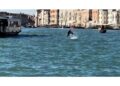 Il cetaceo nel bacino di San Marco