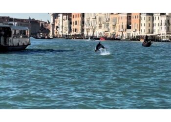 Il cetaceo nel bacino di San Marco