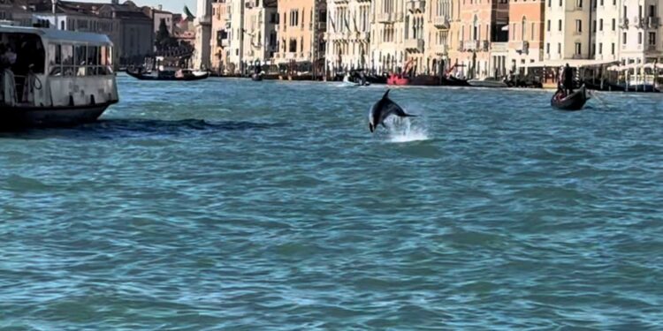 Il cetaceo nel bacino di San Marco