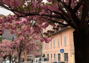 ciliegi via XX Settembre