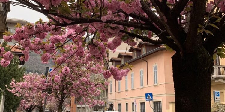 ciliegi via XX Settembre