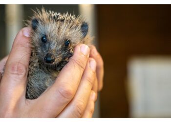 Antropizzazione dell'ambiente