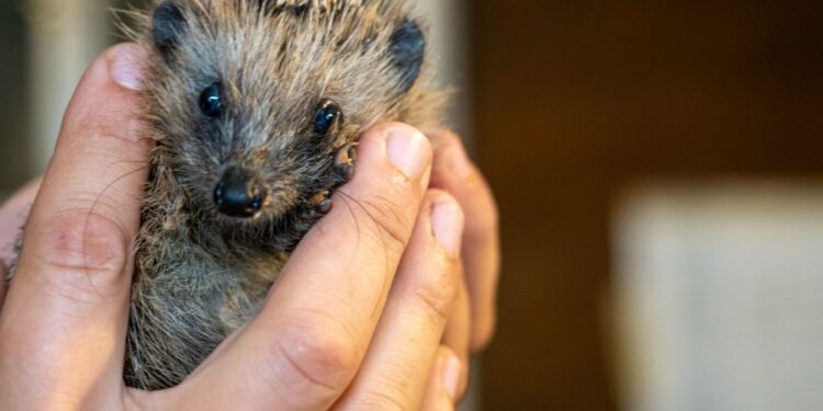 Antropizzazione dell'ambiente