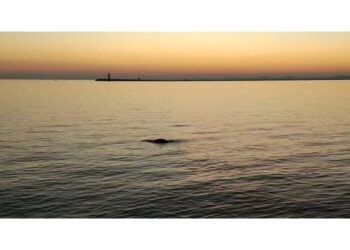 L'avvistamento è avvenuto domenica alla Bocca di Porto del Lido