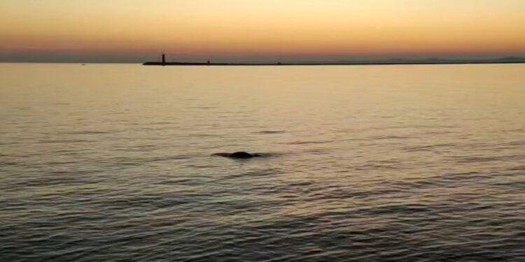 L'avvistamento è avvenuto domenica alla Bocca di Porto del Lido