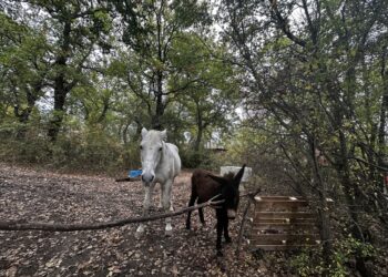 Parla il proprietario del casolare dato in comodato gratuito