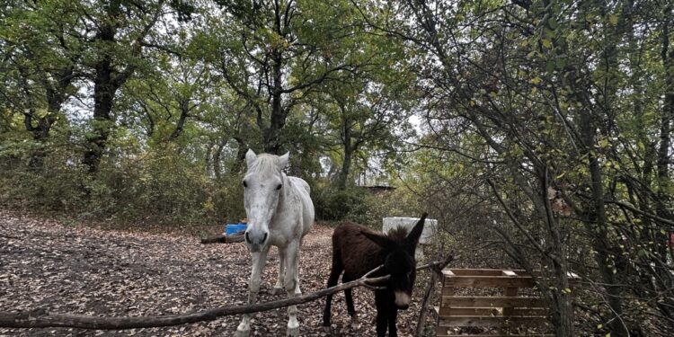 Parla il proprietario del casolare dato in comodato gratuito