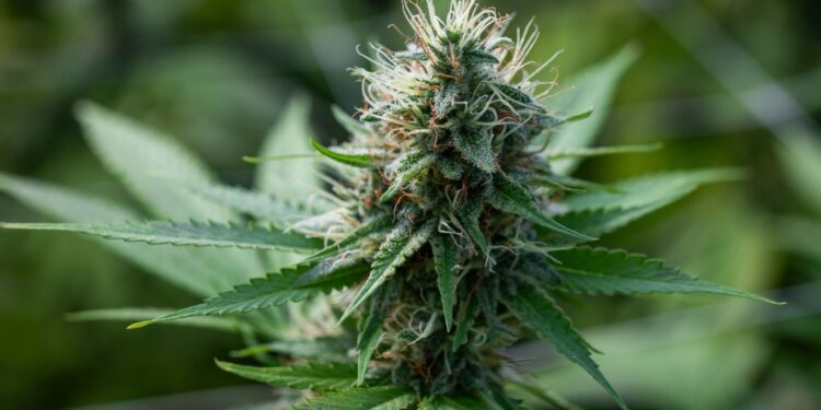 Emendamento alla manovra