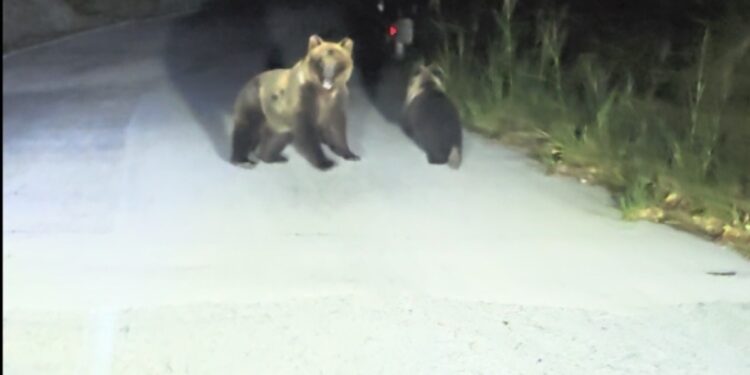 'Rischio di compromettere la sopravvivenza dell'animale'