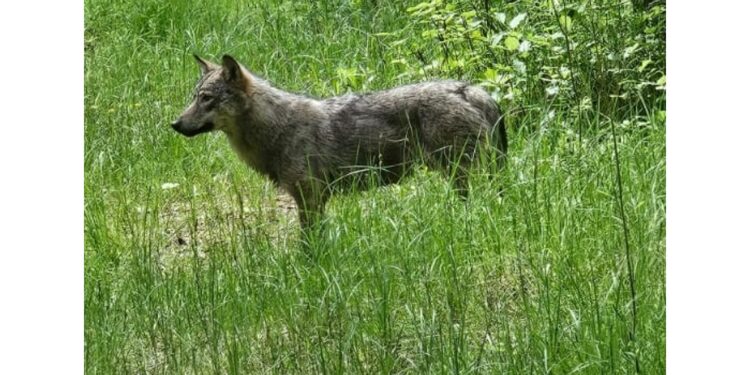 Ha fatto ricorso al Tribunale di Giustizia Europeo