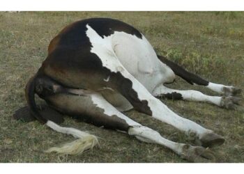 Il caso al centro di un'analisi dell'Ulss 6 Euganea