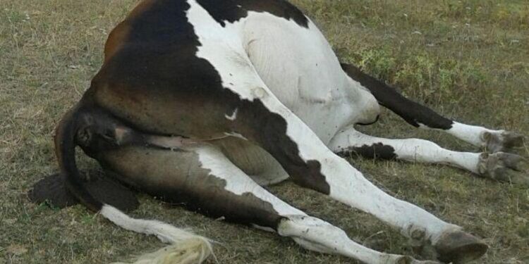 Il caso al centro di un'analisi dell'Ulss 6 Euganea