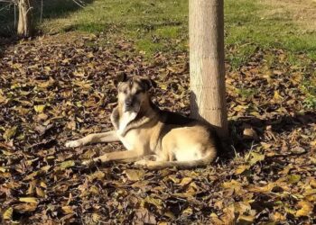 Struttura corre ai ripari