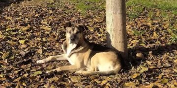 Struttura corre ai ripari