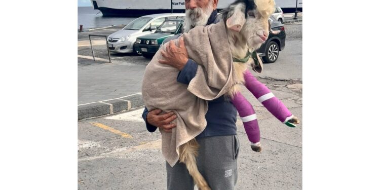 Sottoposto a intervento chirurgico a due zampe anteriori rotte