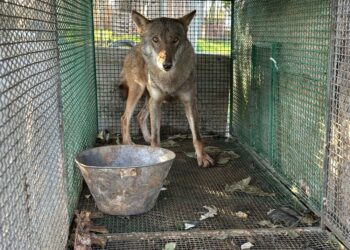 Scoperto durante l'esecuzione degli arresti in una campagna alla periferia di Foggia
