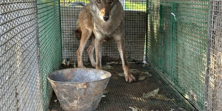 Scoperto durante l'esecuzione degli arresti in una campagna alla periferia di Foggia