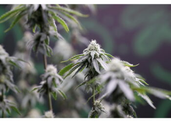 Riclassificandola come droga meno pericolosa