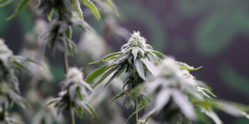 Riclassificandola come droga meno pericolosa