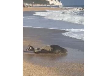 Lentamente è poi tornata in mare. 'Non avvicinarsi e lasciare in pace l'animale'