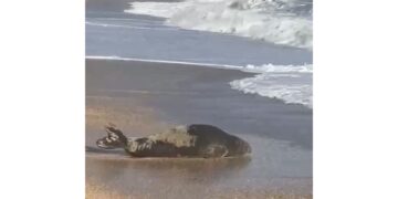 Lentamente è poi tornata in mare. 'Non avvicinarsi e lasciare in pace l'animale'