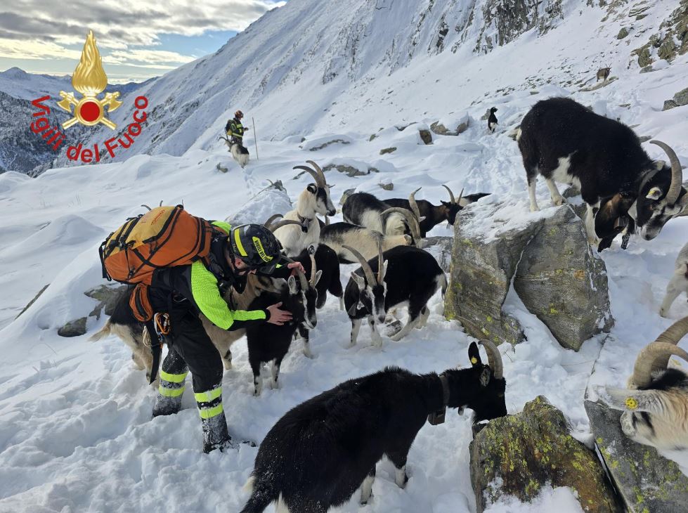 Gregge assalito dai lupi sui monti comaschi: i vigili del fuoco recuperano 37 capre a 2.500 metri