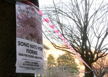 ciliegi via XX Settembre