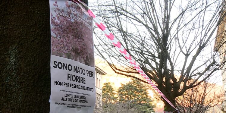 ciliegi via XX Settembre