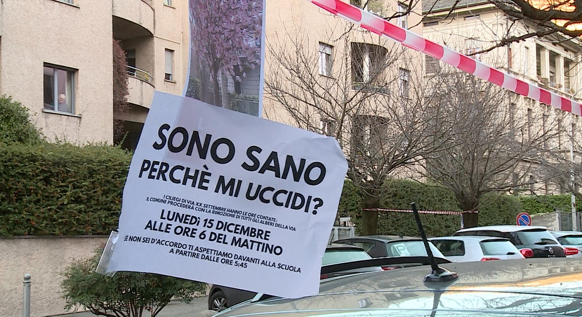Ciliegi di via XX Settembre: il Tar blocca il taglio, ma non è ancora detta l’ultima parola