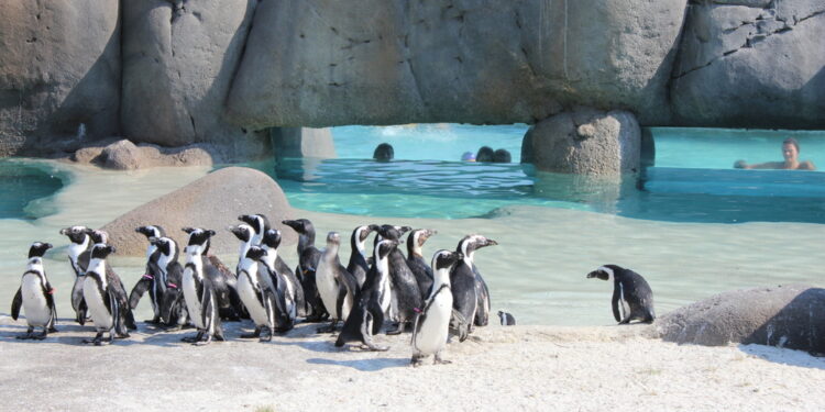 Due pulcini sono già nati