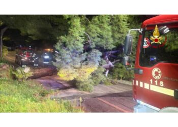 Tra rami pericolanti