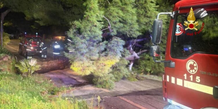 Tra rami pericolanti