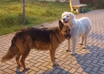 'In atto una crudeltà che lascia attoniti