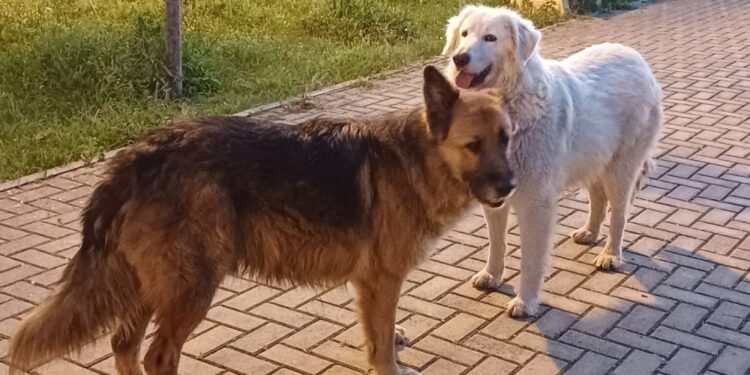 'In atto una crudeltà che lascia attoniti