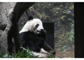 Xiao Xiao e Lei Lei partono dopo 52 anni