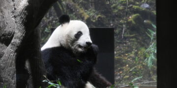 Xiao Xiao e Lei Lei partono dopo 52 anni