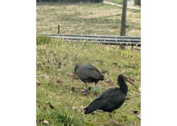 Lndc Animal Protection