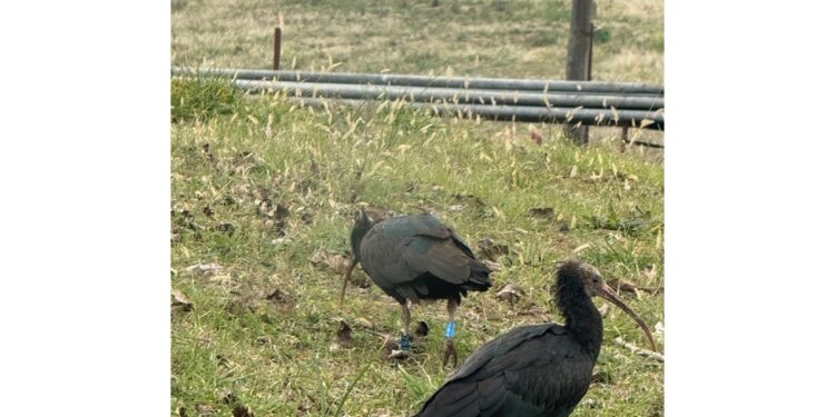 Lndc Animal Protection