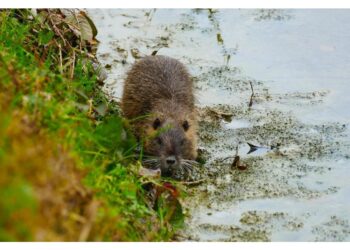 Consigliere Valdegamberi (Lega)