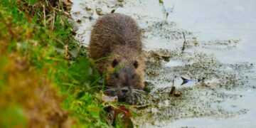 Consigliere Valdegamberi (Lega)