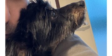 La denuncia di un animalista. Temeva facesse del male al figlio