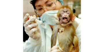 L'associazione critica le novità del decreto Milleproroghe per i test sugli animali