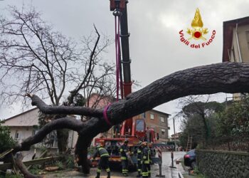 Pianta giù anche su Sr nel Pratese