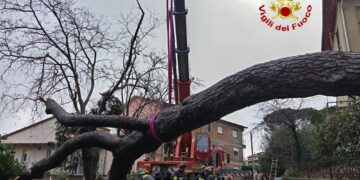 Pianta giù anche su Sr nel Pratese