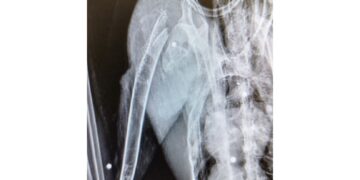 'Accertata la presenza di numerosi pallini da caccia'. Indagano i Carabinieri