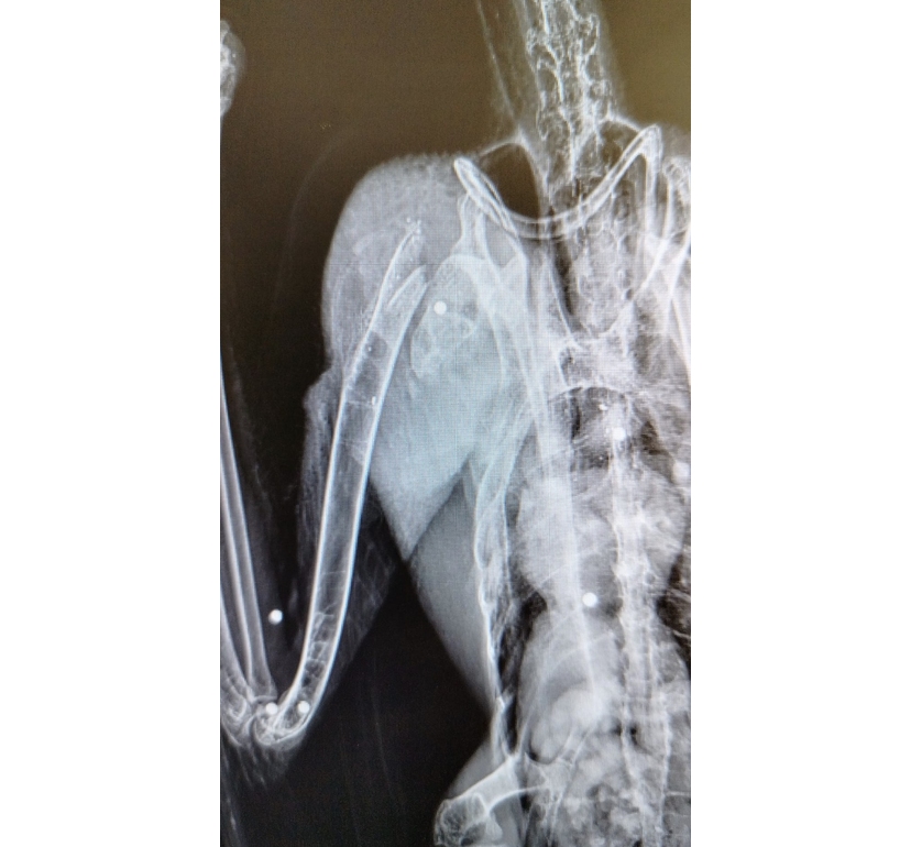 Raro ibis ferito a fucilate nel Pescarese, ‘operato con successo’