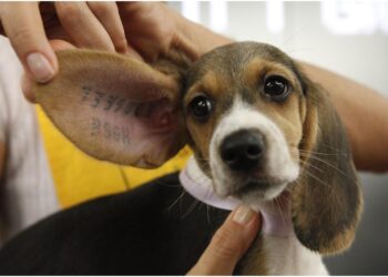 Dati e storie su violenza e crudeltà contro gli animali. in Italia solo 850 condanne